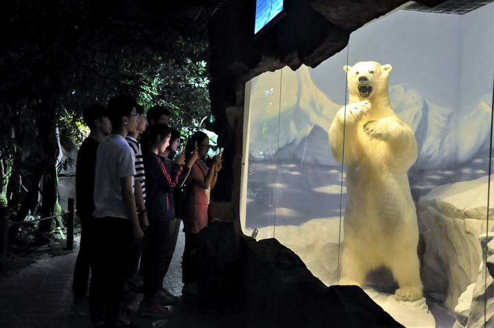 图为游客观看雄性北极熊标本.JPG 图为游客观看雄性北极熊标本.JPG
